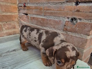 Teckel Miniatura perros - Anuncio 39