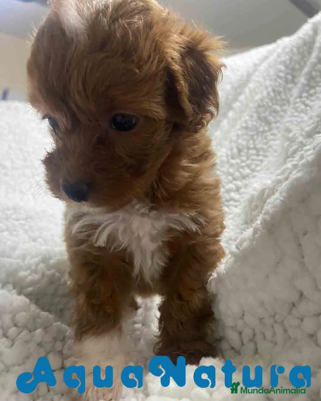 Havapoo perros en venta:  Havapoo Hembra 1 de Haya y Can AQUANATURA - Anuncio 7