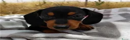 Teckel Miniatura perros en venta: Cachorros de Teckel Mini - Anuncio 2