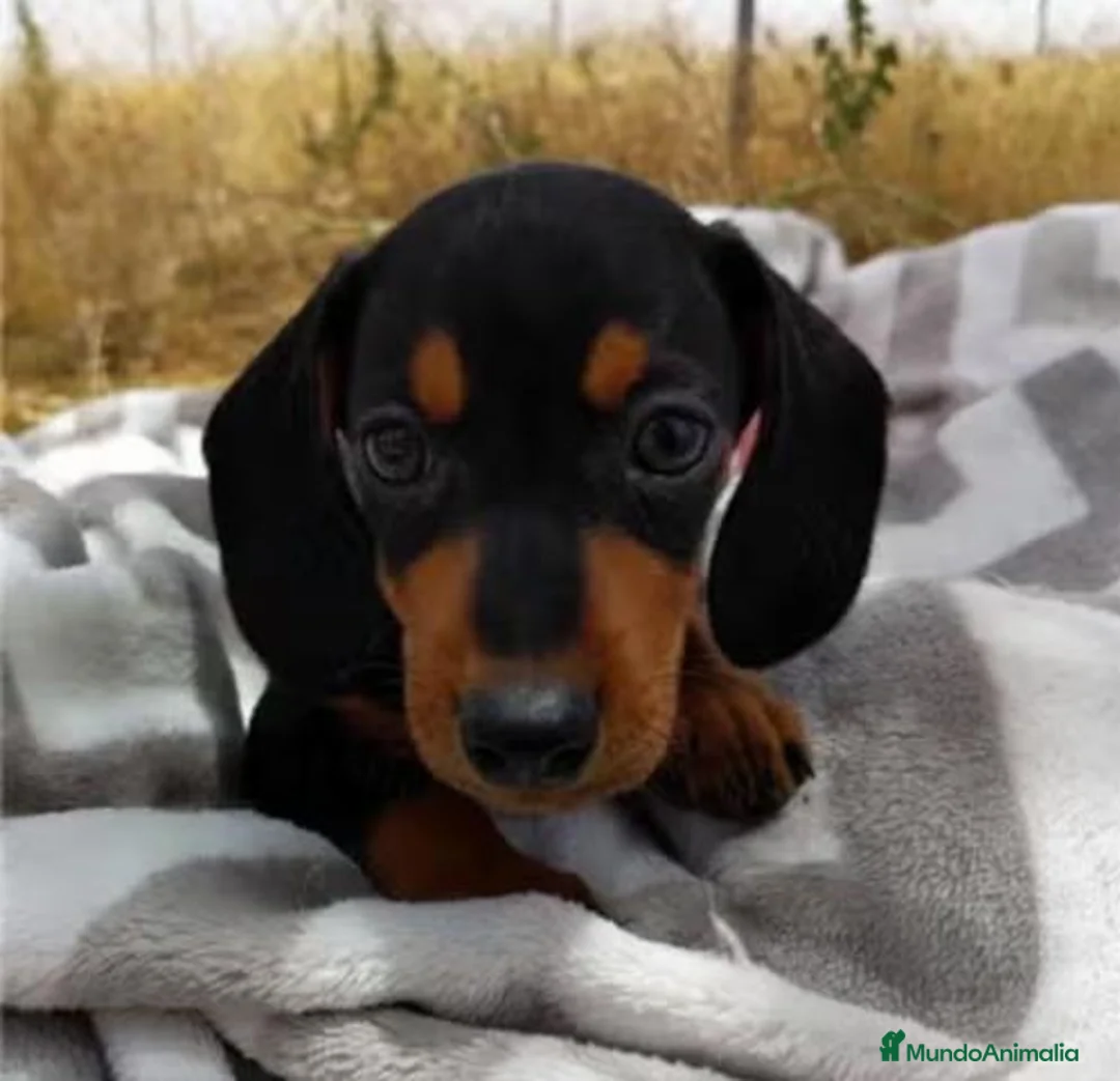 Teckel Miniatura perros en venta: Cachorros de Teckel Mini - Anuncio 2