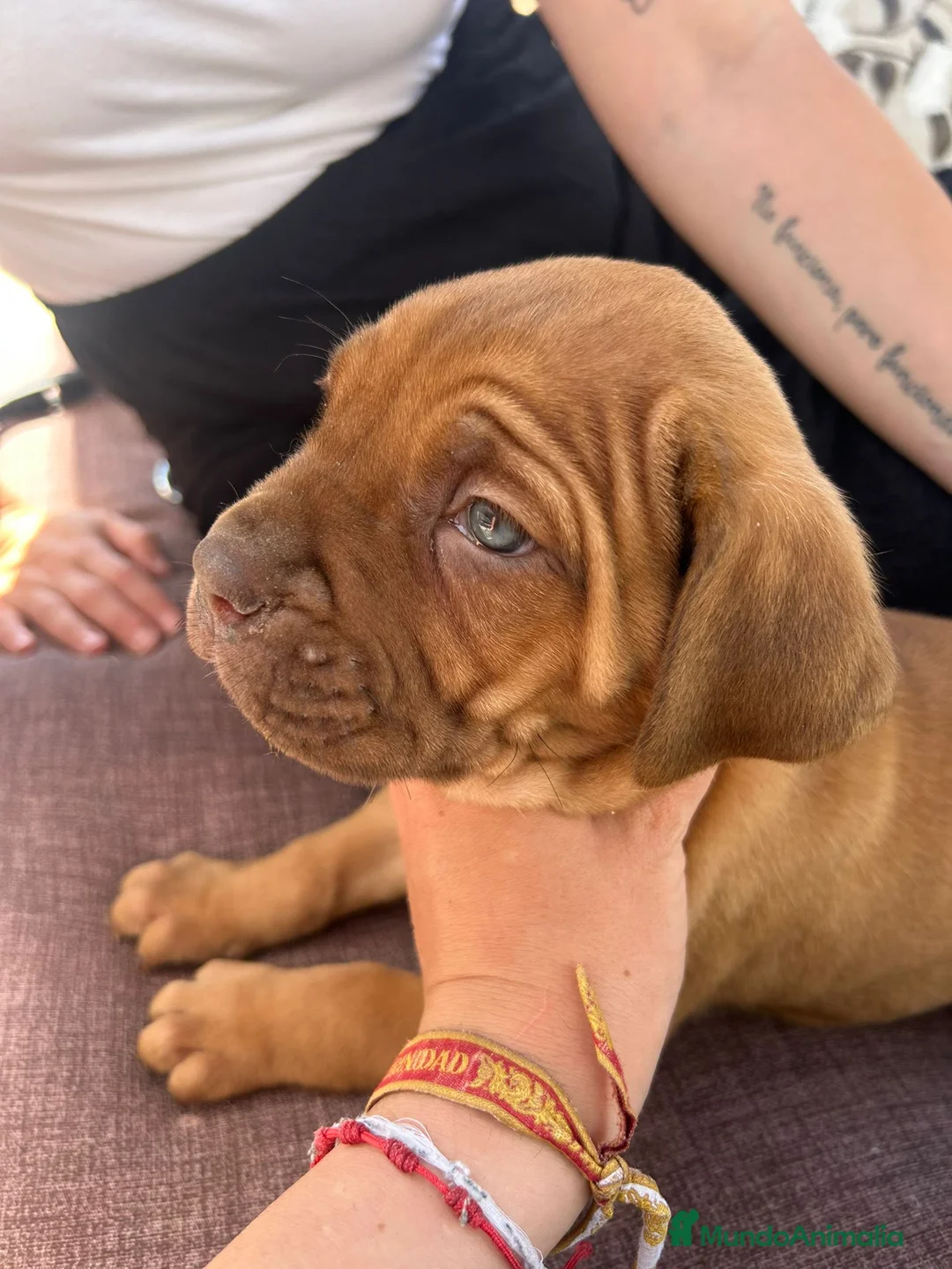 Cane Corso perros en venta: Cane corso - Anuncio 2