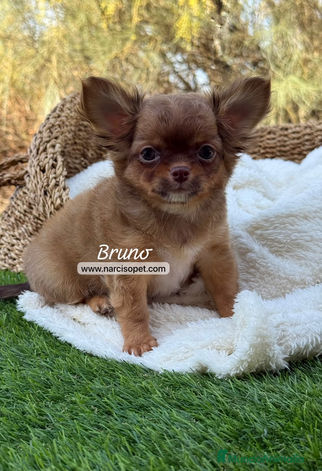 Chihuahua perros CHIHUAHUA PELO LARGO - Anuncio 1