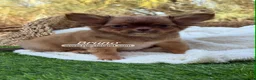 Chihuahua perros en venta: CHIHUAHUA PELO LARGO - Anuncio 1