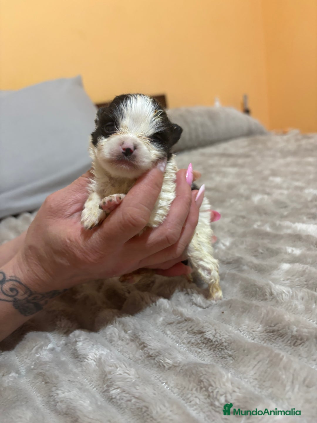 Pomerania perros en venta: Lulu Pomerania macho party  - Anuncio 5