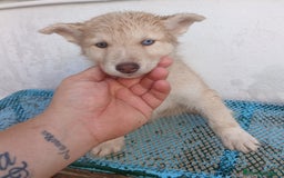 Husky Siberiano perros en venta: ULTIMO HUSKY y ULTIMA  ALASKA MALAMUTE  - Imagen 3