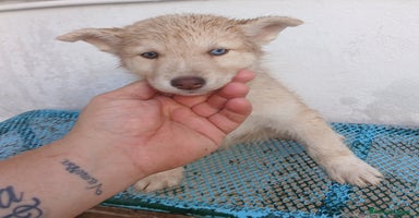 Husky Siberiano perros - Propaganda 4