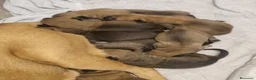 Cane Corso perros en venta: Cane corso  - Anuncio 7