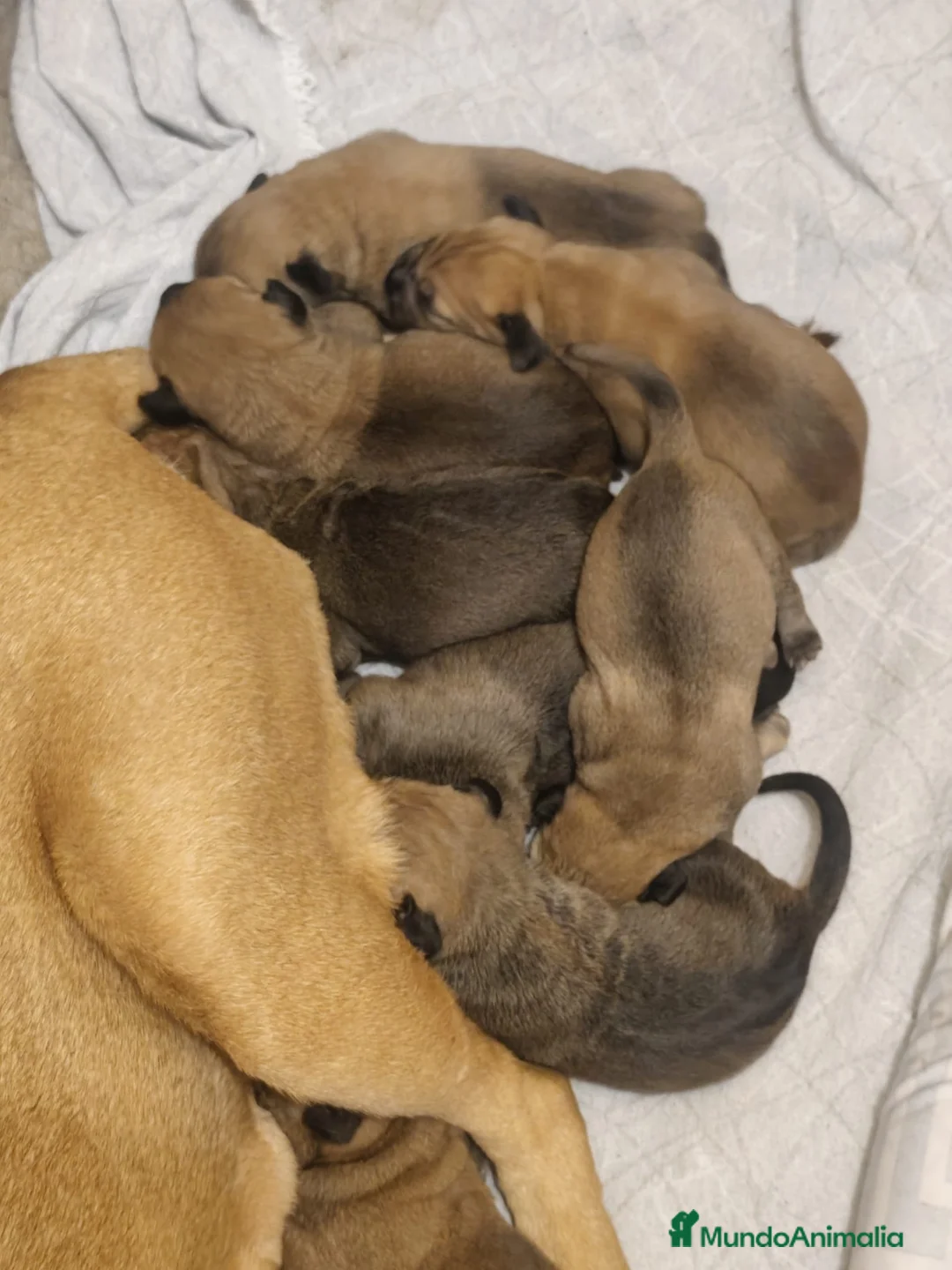 Cane Corso perros en venta: Cane corso  - Anuncio 7