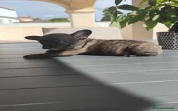 Bulldog Francés perros en venta: Atigrada bulldog Francés 🔝 - Imagen 6