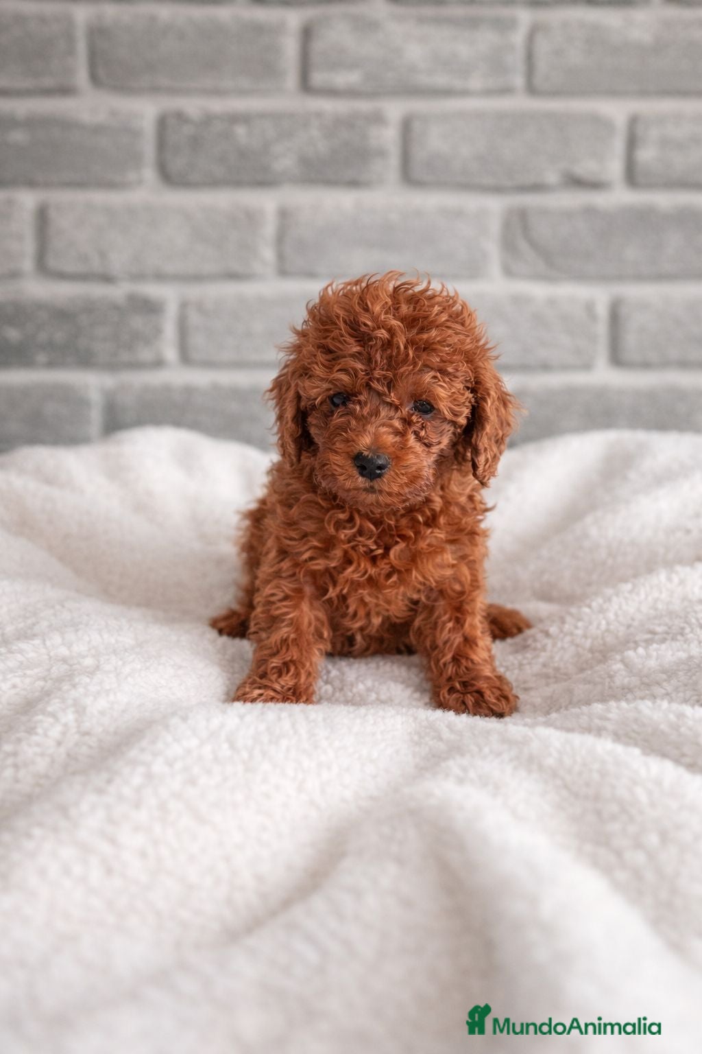 Caniche Toy perros Caniche toy - Anuncio 24