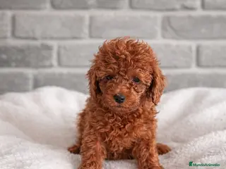 Caniche Toy perros Caniche toy - Anuncio 24