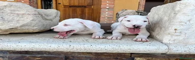 Dogo Argentino 6