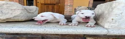 Dogo Argentino perros en venta: Dogos argentinos  en Segovia - Anuncio 10