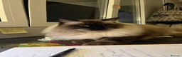 Ragdoll gatos en venta: Gato Ragdoll Seal Colourpoint - Anuncio 3