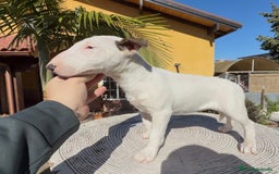 Bull Terrier Miniatura perros en venta: Bullterrier mini hembra excelentes líneas  - Anuncio 6