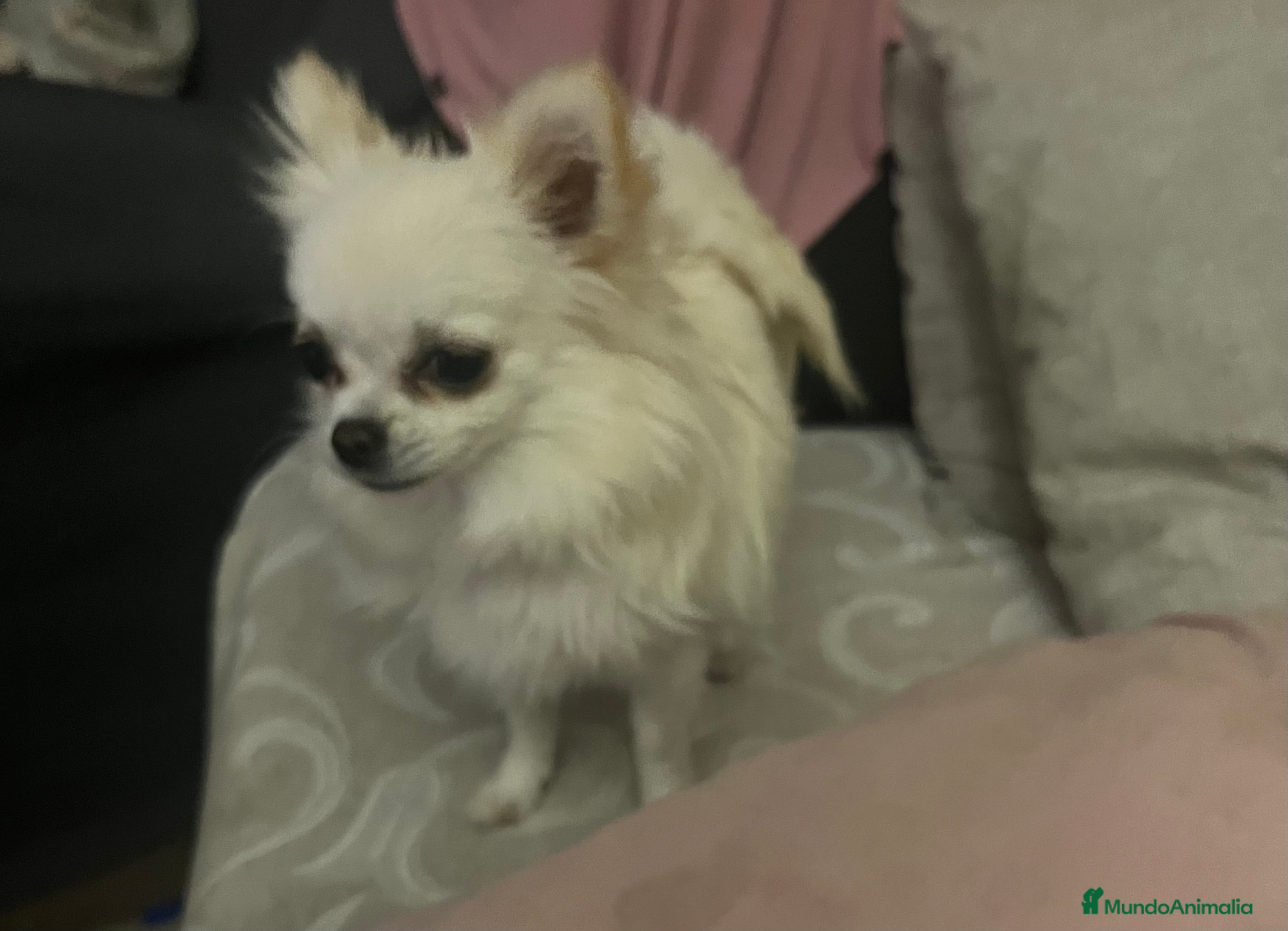 Chihuahua perros Chihuhua pelo largo - Anuncio 1