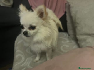 Chihuahua perros Chihuhua pelo largo - Anuncio 1