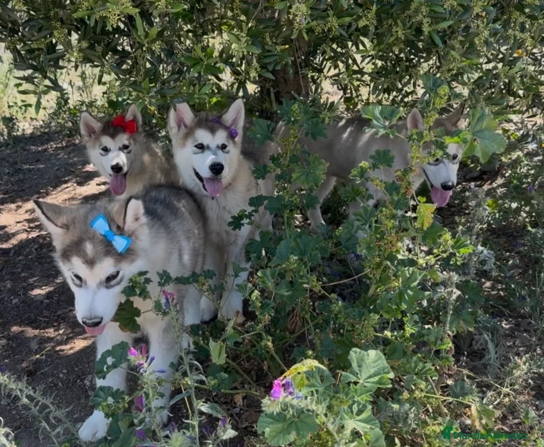 Alaskan Malamute perros en venta: Alaskan malamute  - Anuncio 2