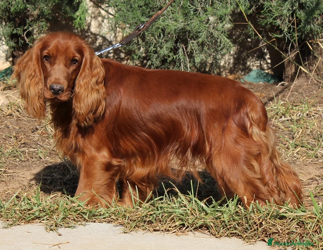 Cocker Spaniel Inglés perros en venta: Cocker spaniel inglés  - Anuncio 8