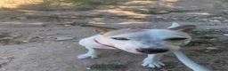 Raza Mixta perros en adopcion: JOHAN ❤️✨ en adopción  - Anuncio 7
