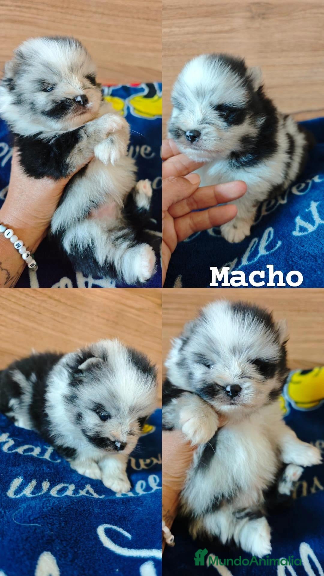 Pomerania perros en venta: Pomerania  - Anuncio 1