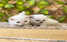 Ragdoll gatos en venta: Camada de Rosita - Imagen 1
