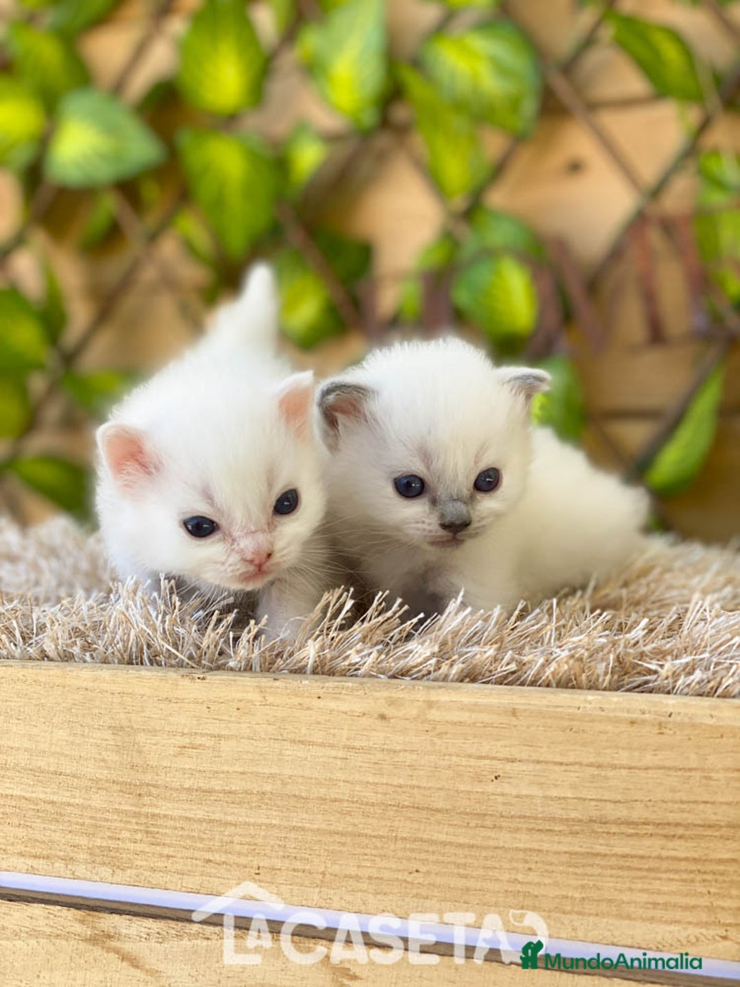 Ragdoll gatos en venta: Camada de Rosita - Imagen 1