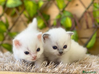 Ragdoll gatos - Anuncio 2