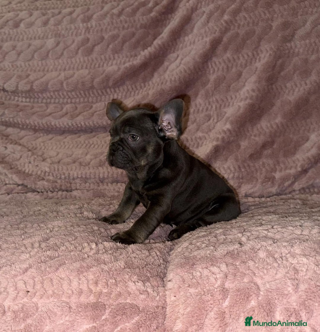 Bulldog Francés perros en venta: Bulldog francés Blue tan M y H - Anuncio 2
