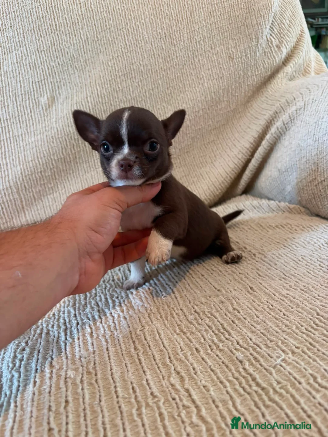 Chihuahua perros en venta: Cachorros de chihuahua  - Anuncio 2