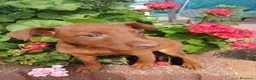 Pinscher Miniatura perros en venta: Último macho disponible  - Anuncio 1