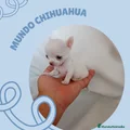 Chihuahua Cachorro 8