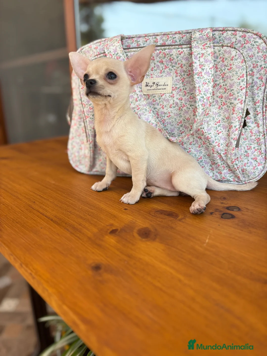 Chihuahua perros en venta: Chihuahua Hembra color blanco crema. - Anuncio 8