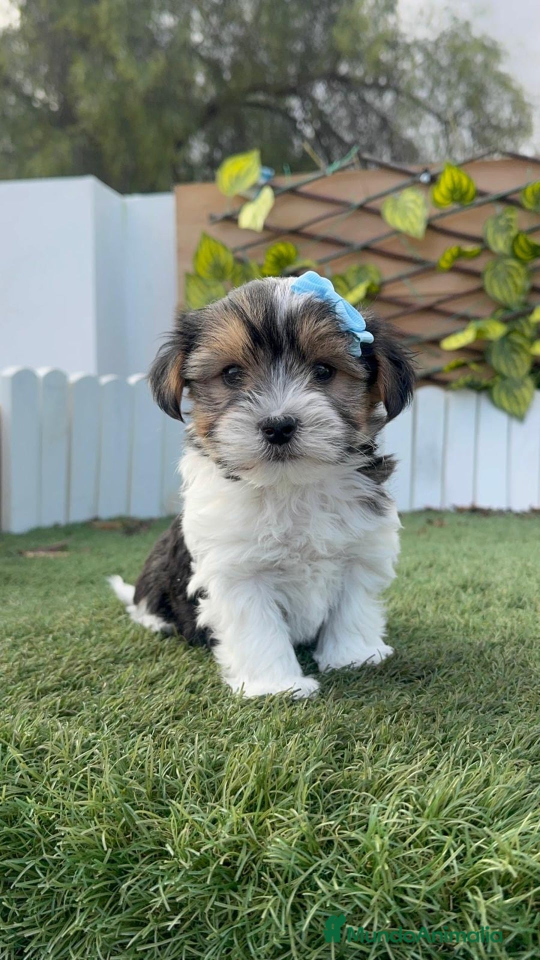 Yorkshire Terrier perros en venta: YORKSHIRE BIEWER - Anuncio 6