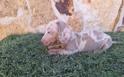 Teckel perros en venta: Teckel Arlequin Isabello - Anuncio 3