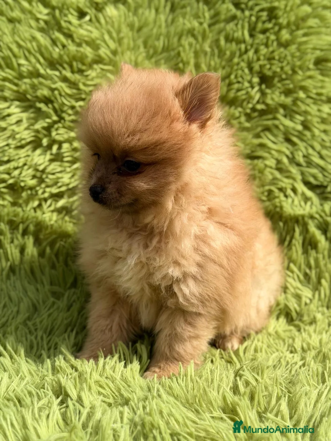 Pomerania perros en venta: POMERANIA NARANJA MACHO - Anuncio 3