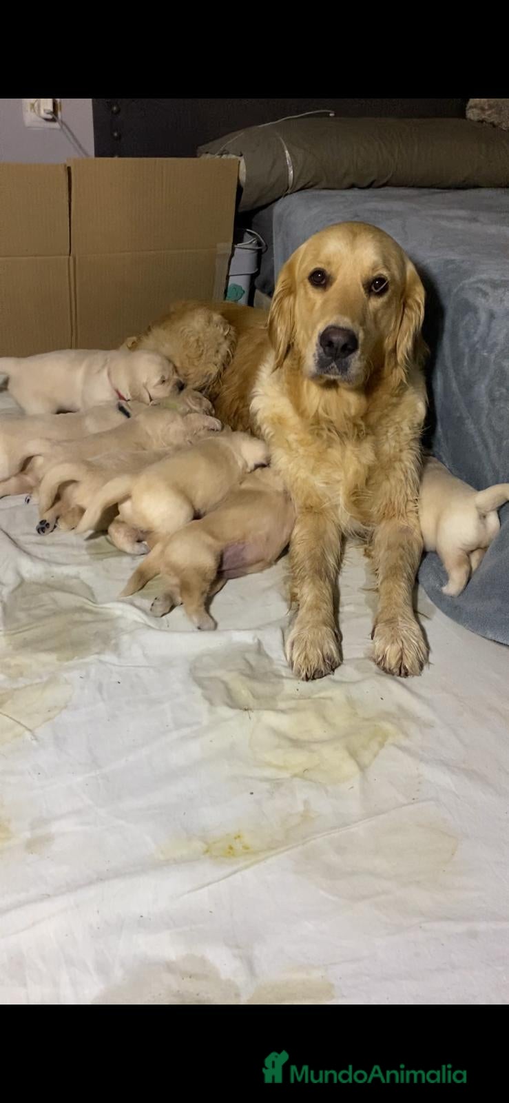 Golden Retriever perros PRECIOSOS CACHORROS GOLDEN RETRIEVER - Anuncio 2