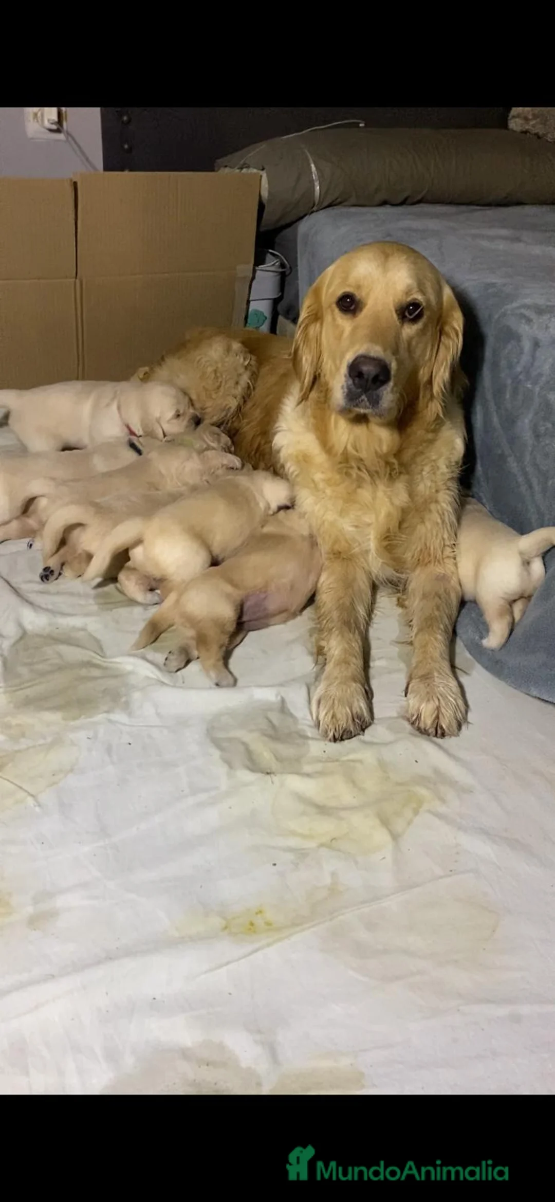 Golden Retriever perros en venta: PRECIOSOS CACHORROS GOLDEN RETRIEVER - Anuncio 1