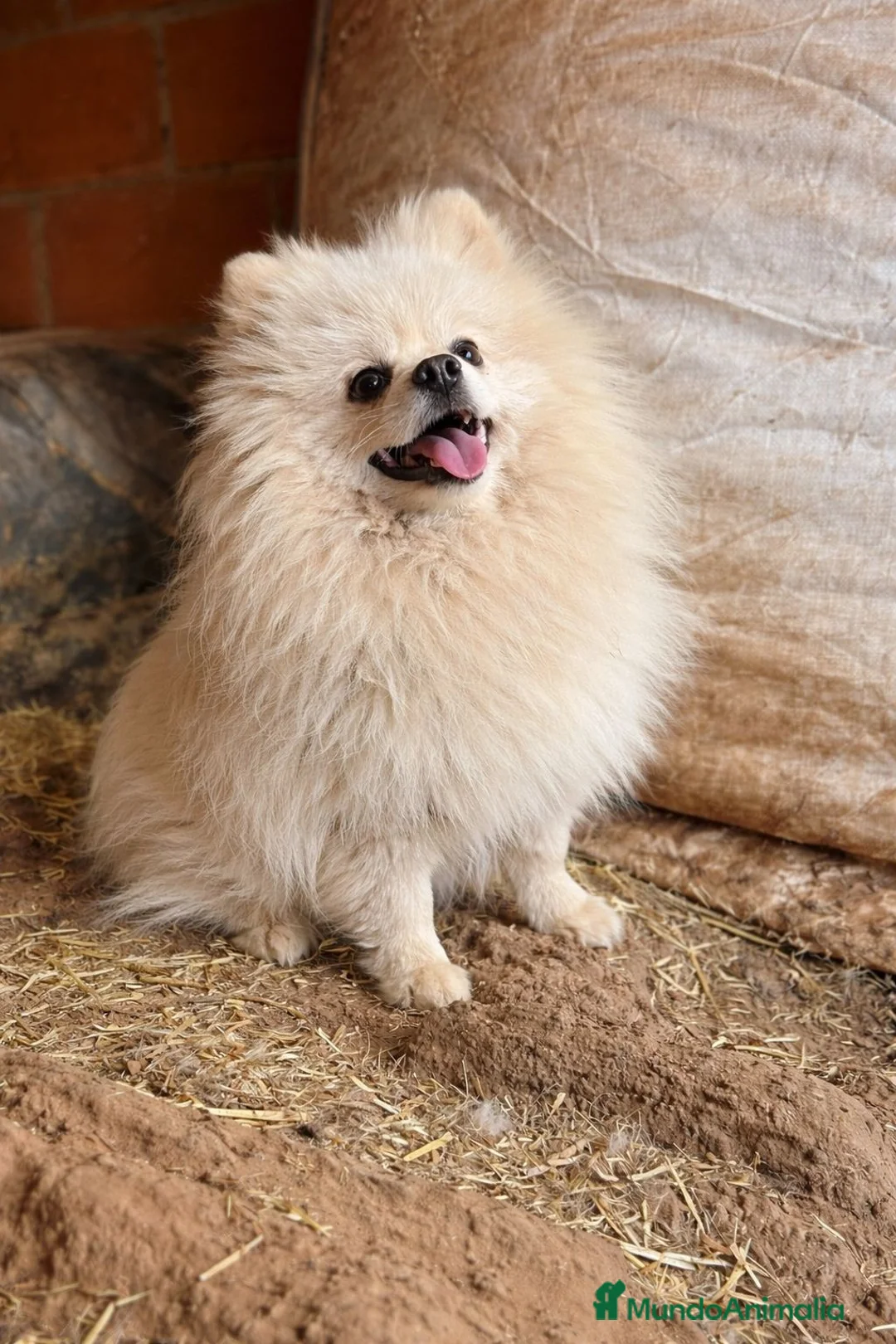 Pomerania perros en venta: POMERANIA HEMBRA TIPO OSITO – UNA MUÑEQUITA - Anuncio 2