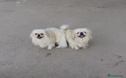 Pekinés perros en venta: Pekines Imperial de calidad  - Imagen 5