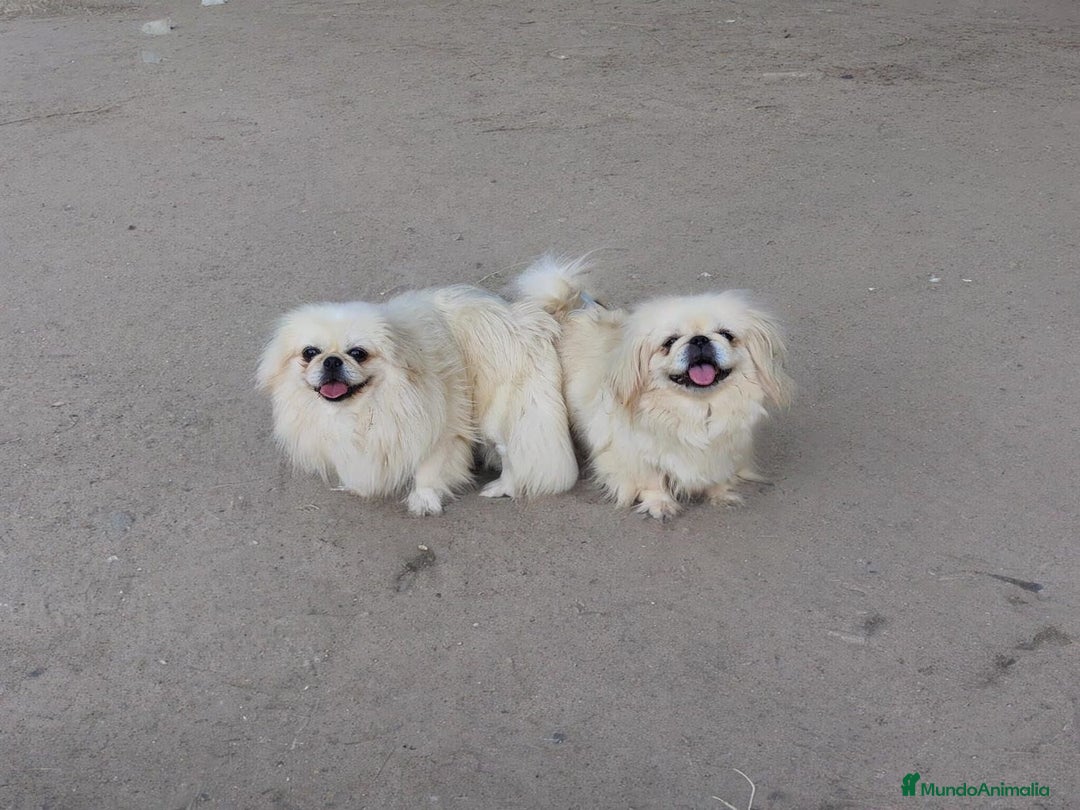 Pekinés perros en venta: Pekines Imperial de calidad  - Imagen 5
