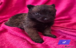 Pastor Belga Malinois perros en venta: Malinoi - Imagen 5