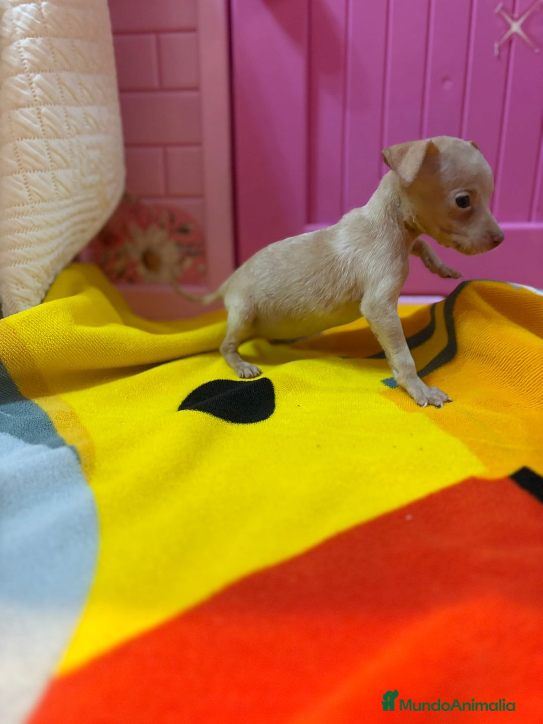 Ratón de Praga perros en venta: Ratón de Praga  - Imagen 11