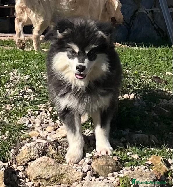 Pomsky perros Pomsky multigeneracional  - Anuncio 2