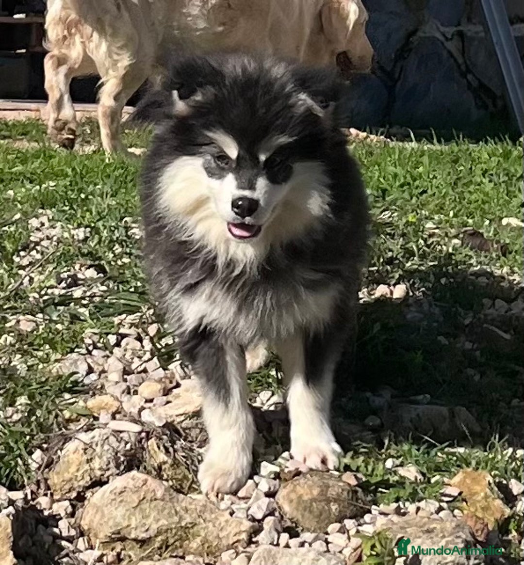 Pomsky perros en venta: Pomsky multigeneracional  - Anuncio 2