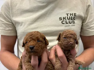 Caniche Toy perros Cachorros Caniche Toy 1.400€ - Anuncio 1
