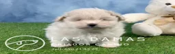 Pomapoo perros en venta: Pomapoo - Anuncio 7