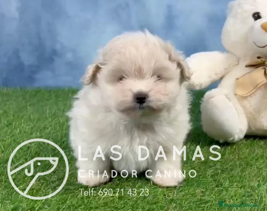 Pomapoo perros en venta: Pomapoo - Anuncio 7