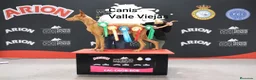 Podenco Canario perros en venta: Podencos Canarios de Valle Viejas  - Anuncio 4