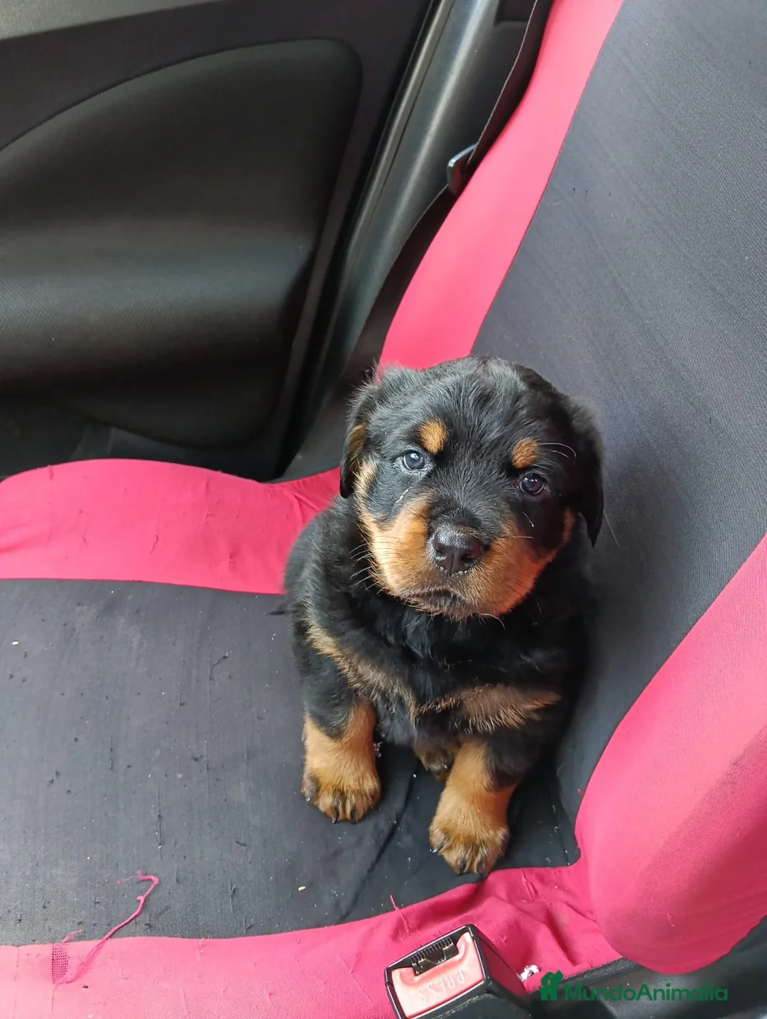 Rottweiler perros en venta: Macho rotweiller disponible para entregar ya - Anuncio 1